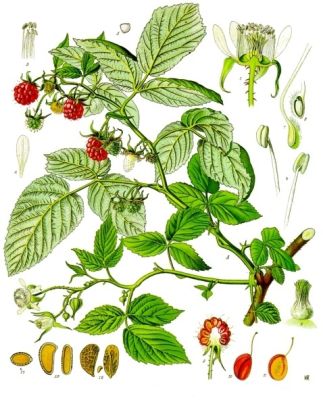 Heidelbeere Zeichnung